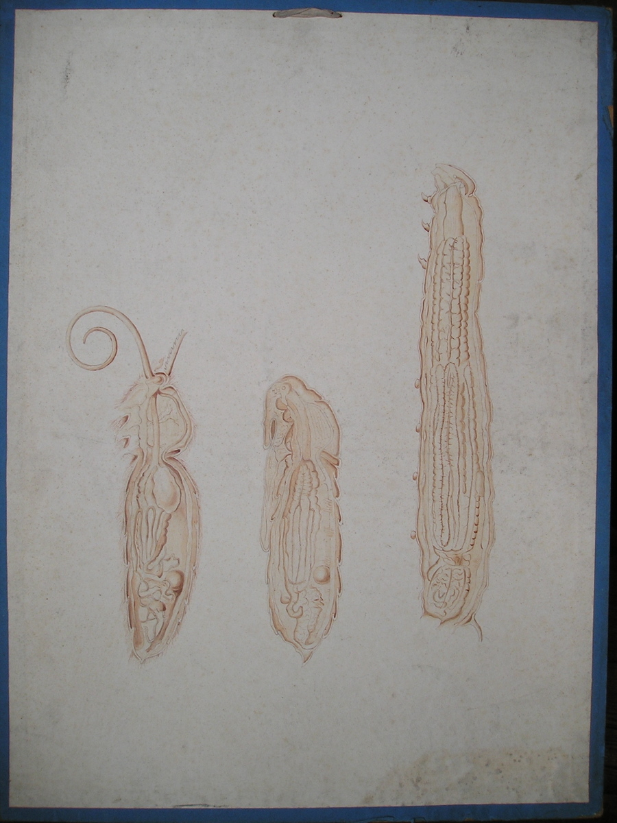 sans titre (3 stades développement papillon)