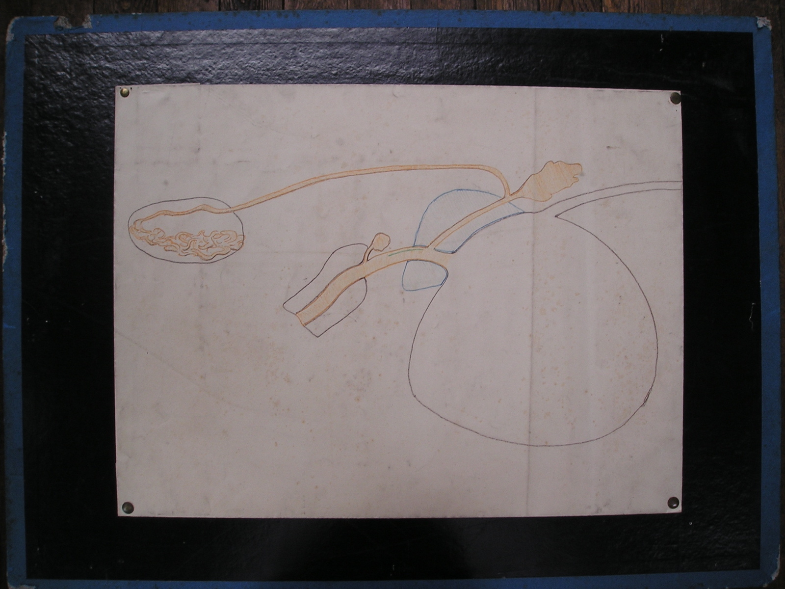 sans titre (organes génito-urinaires)