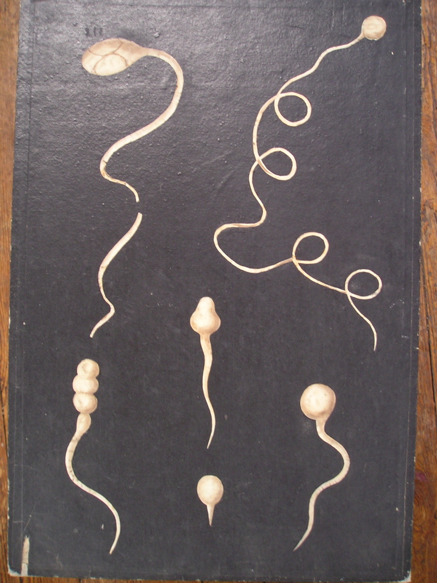 sans titre (6 spermatozoïdes)