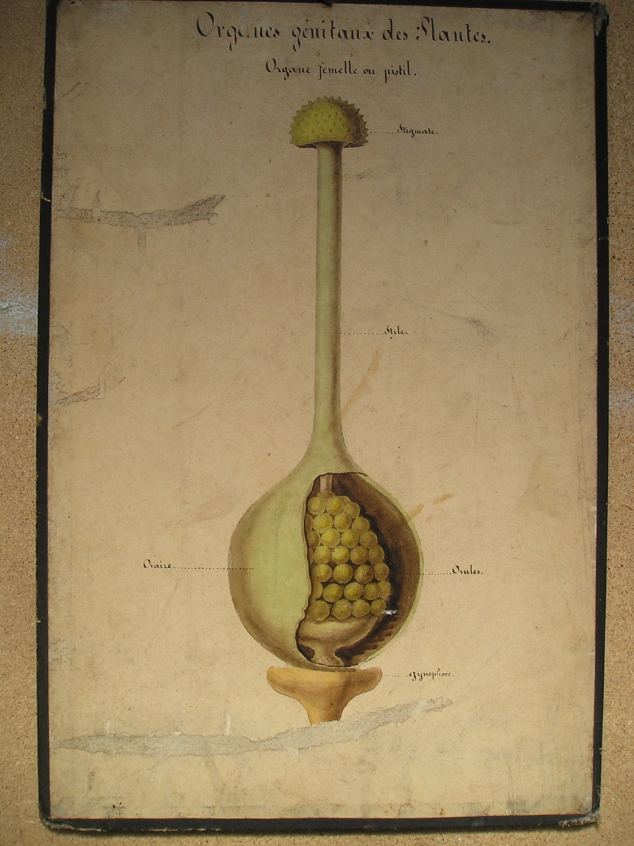 organes génitaux des plantes, organe femelle ou pistil