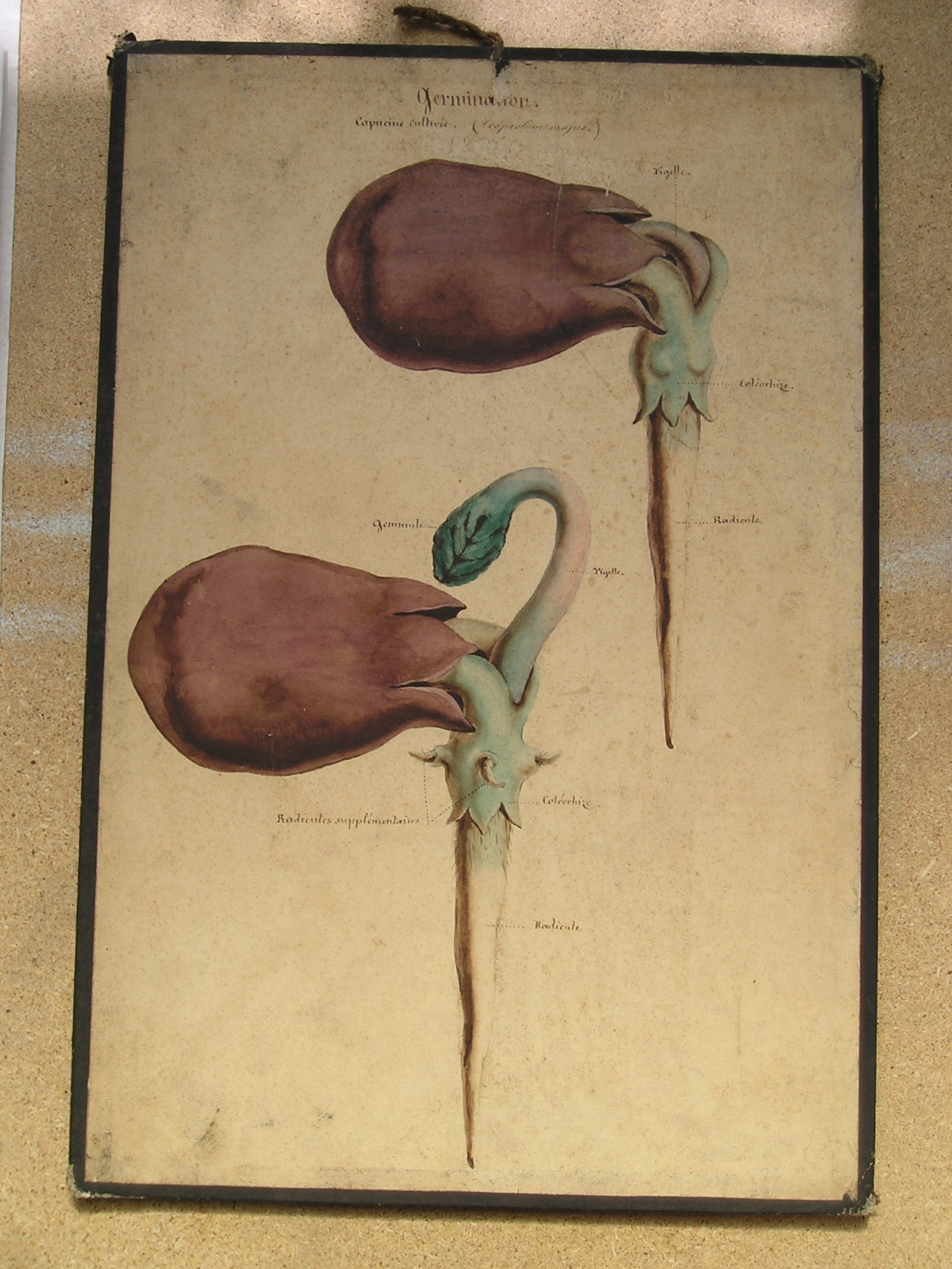 germination, capucine cultivée (Tropaeolum majus)