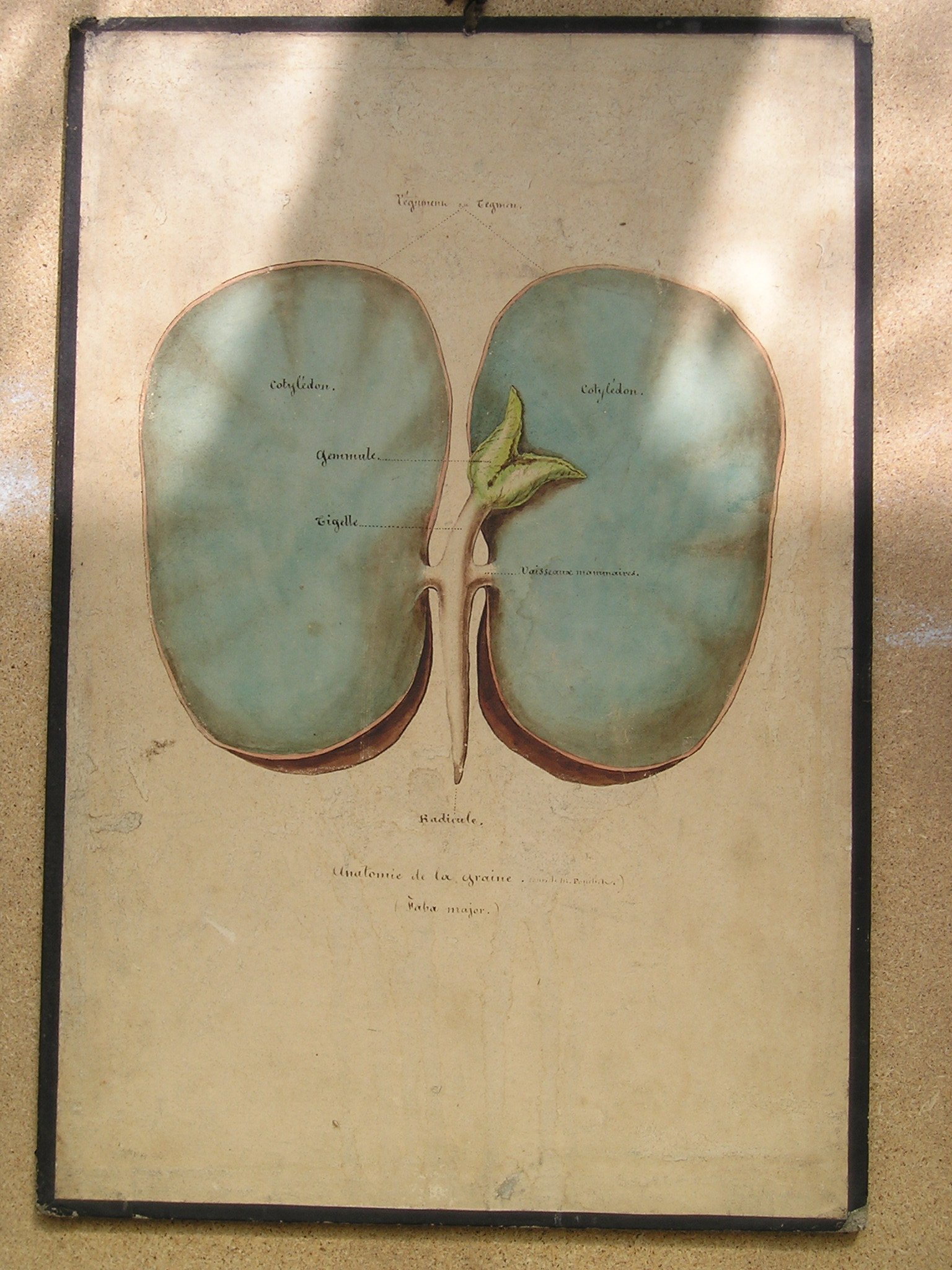 anatomie de la graine (cours de M. Pouchet) - (Faba major)