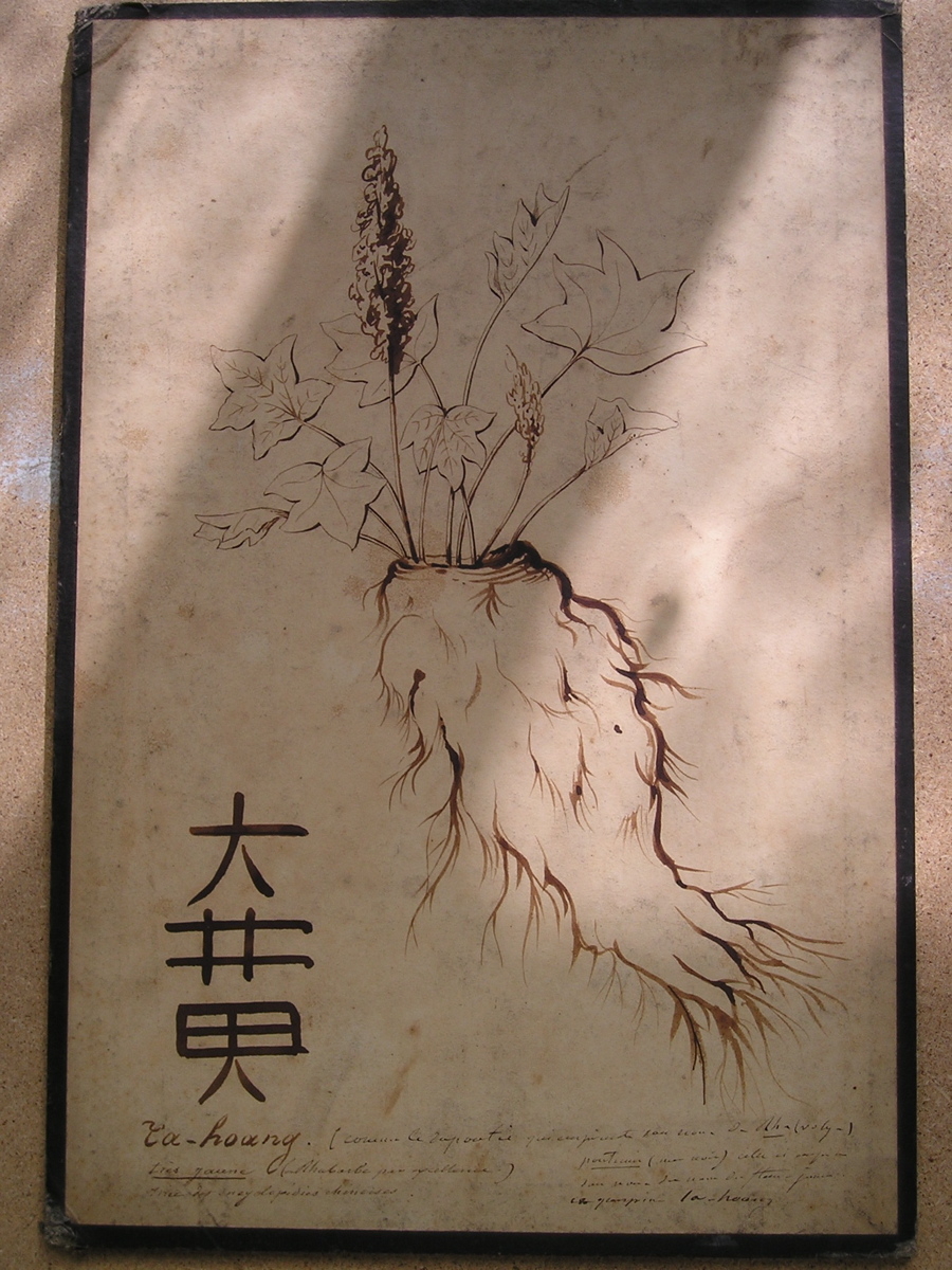 Ta-hoang (rhubarbe par excellence)