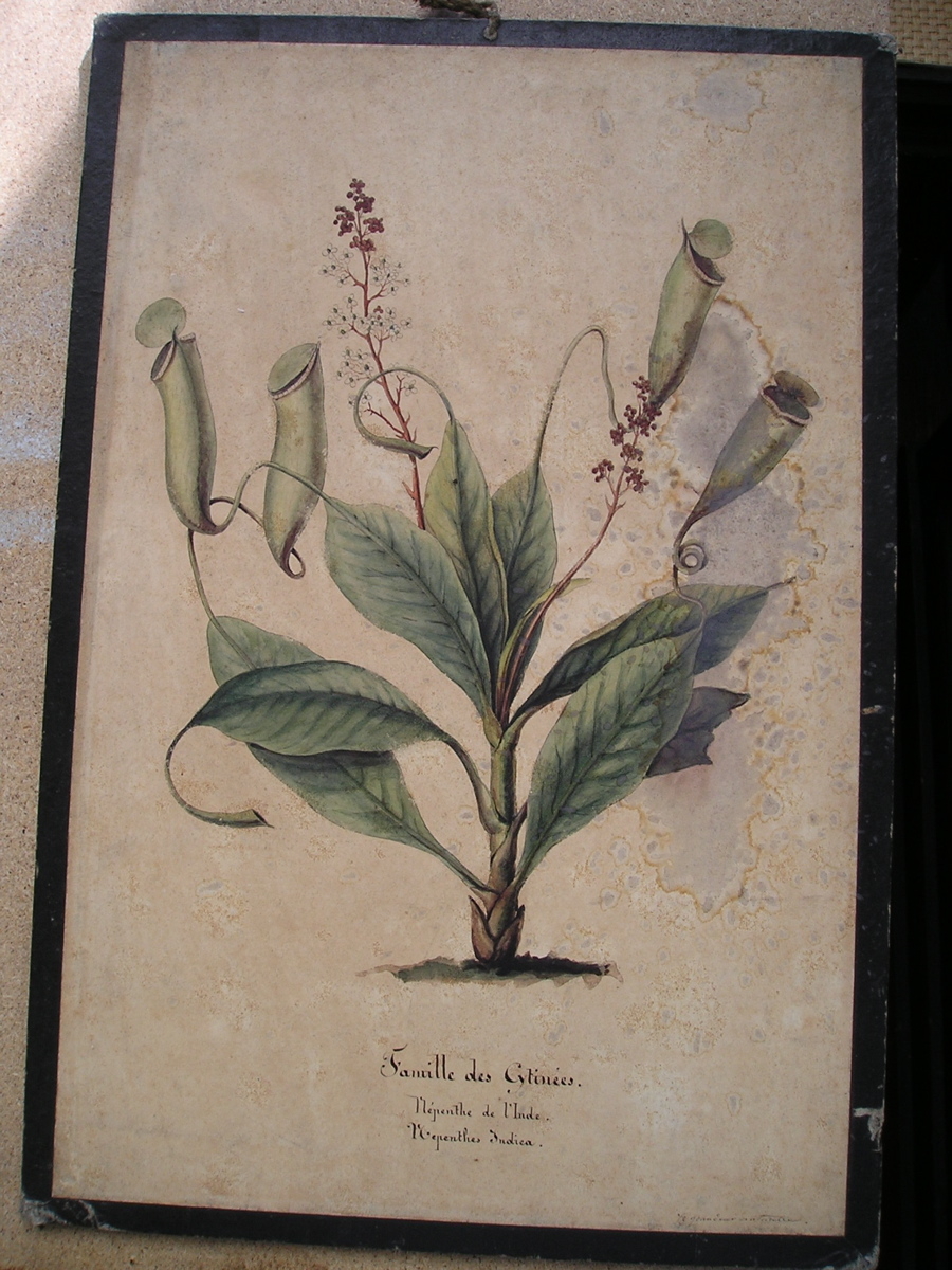 famille des Cytinées, Népenthe de l'Inde, Nepenthes indica