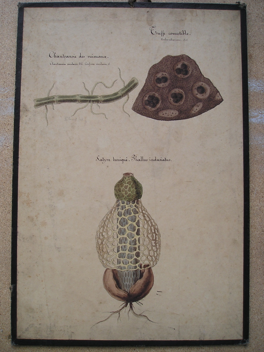 Chantransie des ruisseaux, Chantransia rivularis. DC., Conferva rivularis. L. - Truffe comestible, Tuber cibarium. Bod. - Satyre tuniqué, Phallus indusiatus
