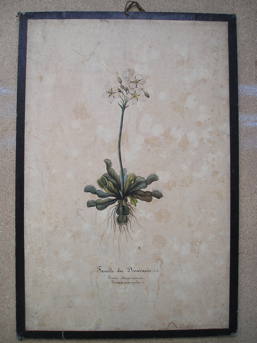 famille des Droséracées.D.C, Dionée attrape-mouche, Dionœa muscipula.s.