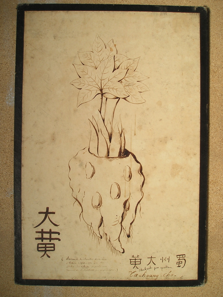 Ta-hoang-cho - très jaune ou rhubarbe du pays de Cho