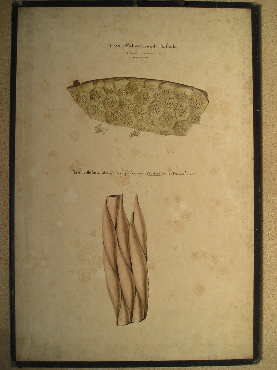 Tissu cellulaire [2 organismes]