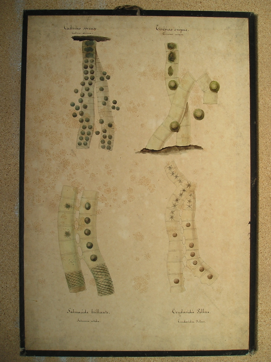 4 types de cellules d'algues
