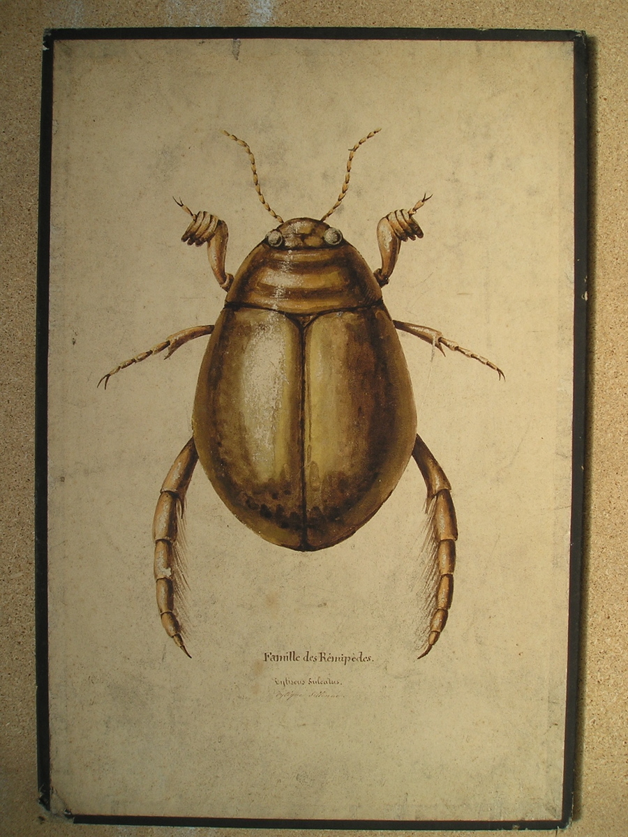 famille des Rémipèdes, Dytiscus sulcatus, dytique sillonné