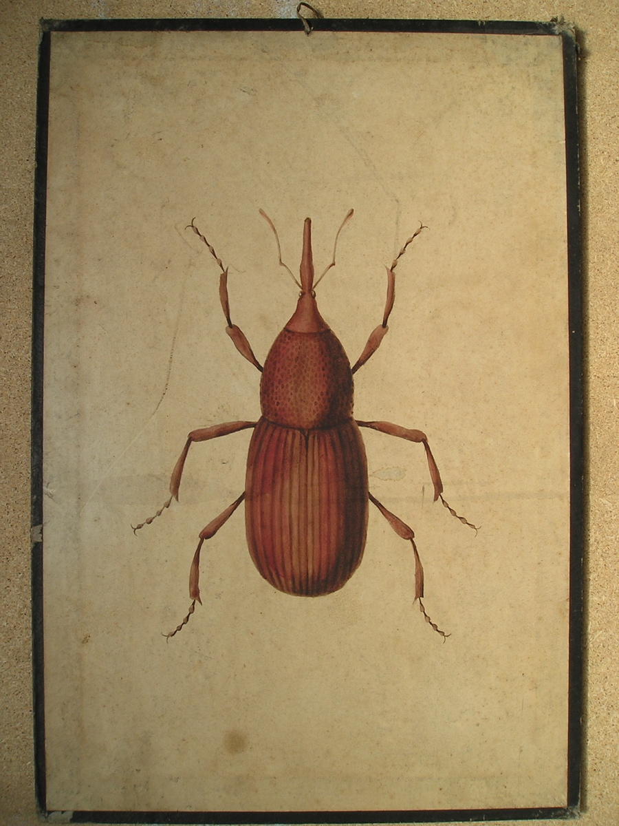 sans titre (charançon ?)