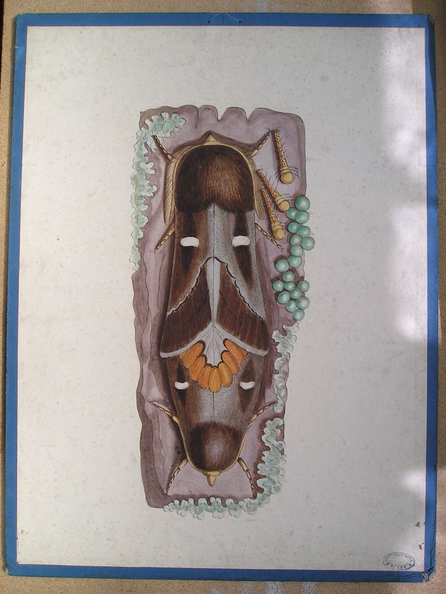 Bombyx du pin, Bombyx pini. Fab., mâle et femelle accouplés