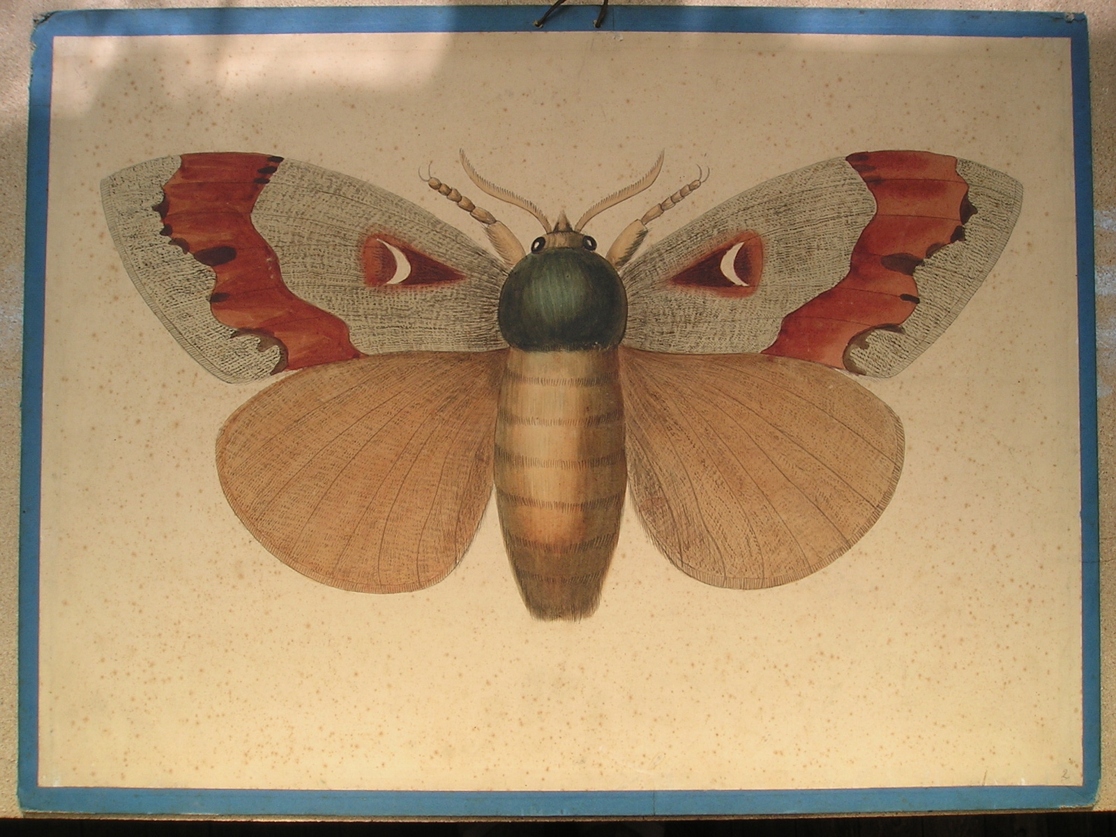 Bombyx du pin, fileuse du pin, Bombyx pini. Fab.