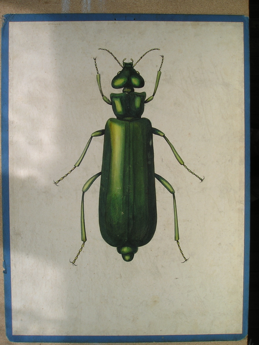 Cantharide officinale, Lytta vesicatoria, Cantharis vesicatoria