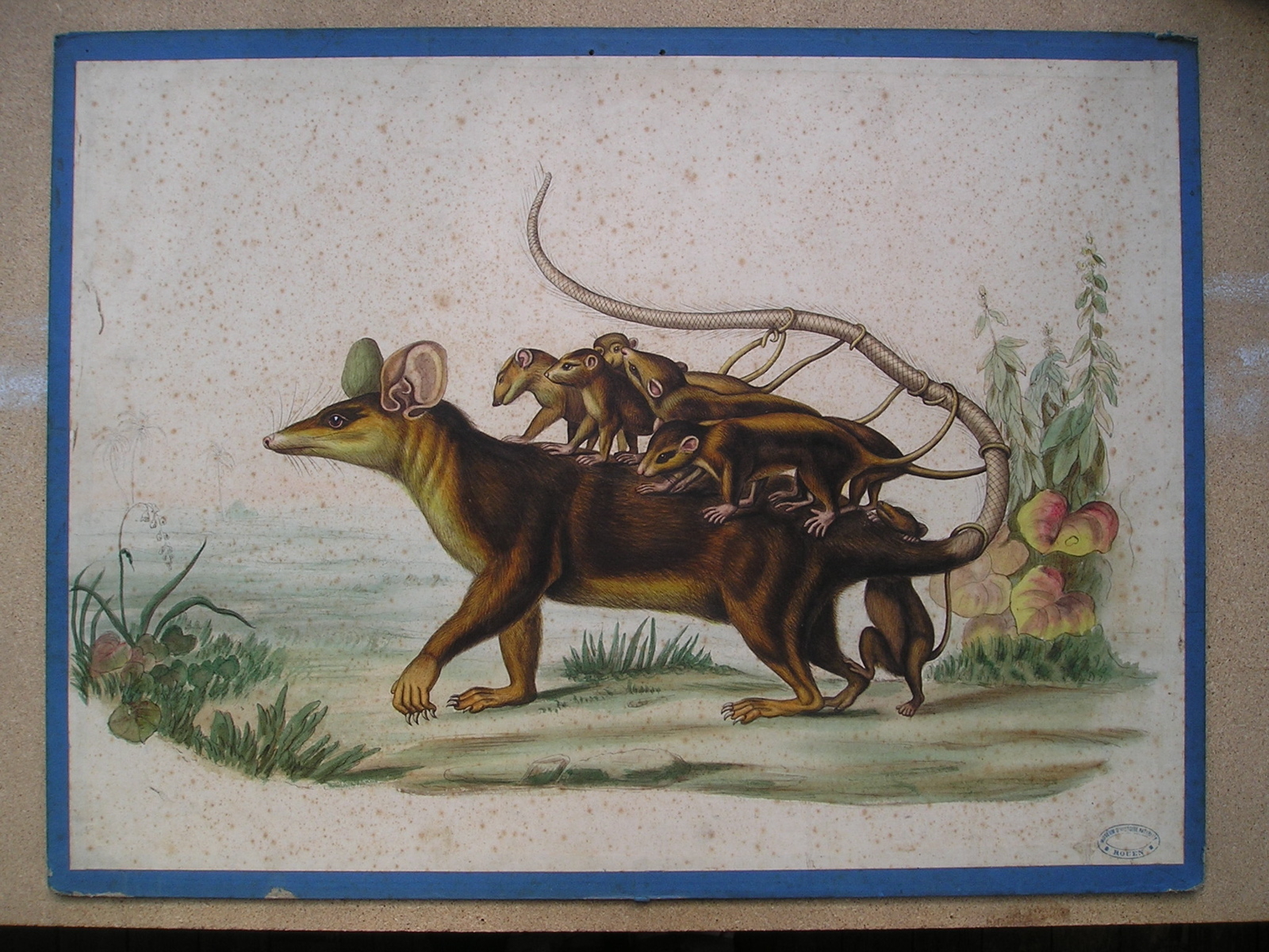 sans titre (sarigue)