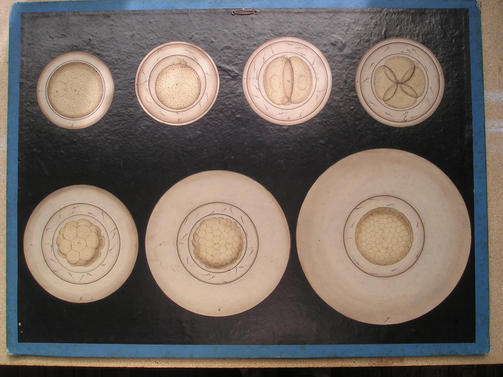 7 ovules fécondés de lapine