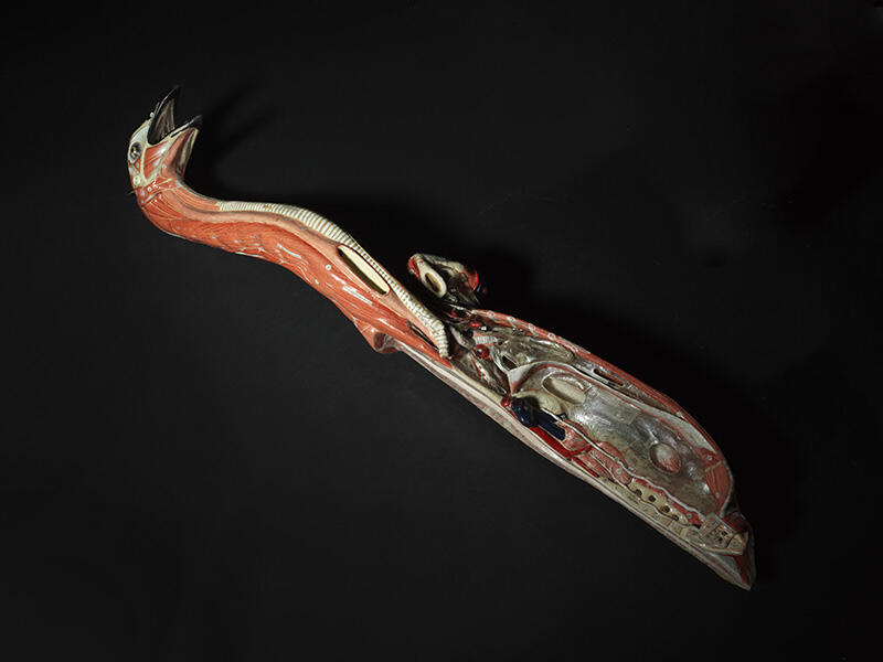 Tête et cou d'oiseau