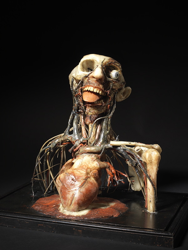 Système circulatoire et nerveux de la face, du cou et du thorax