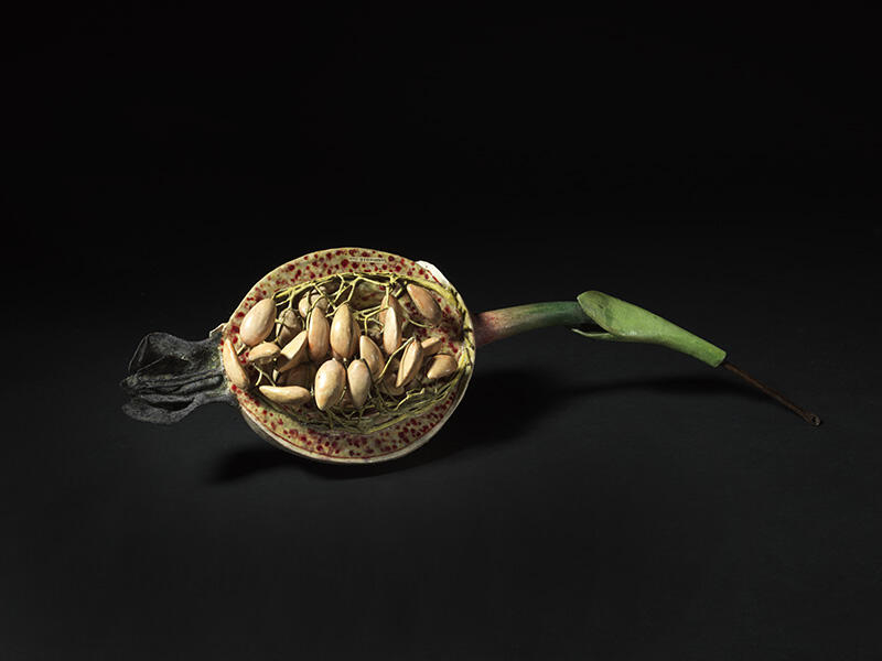 Fruit (baie) du groseillier