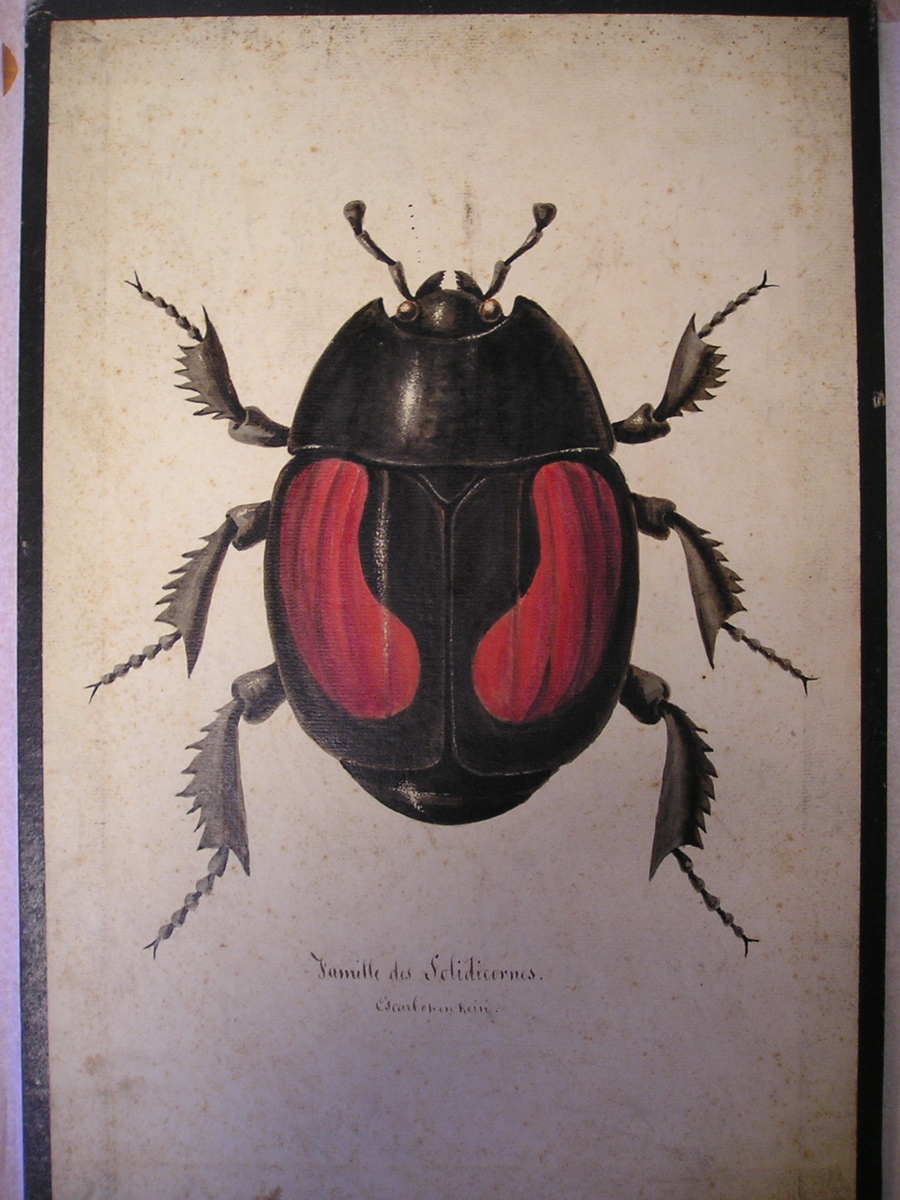 famille des Solidicornes - Escarbot en Rein