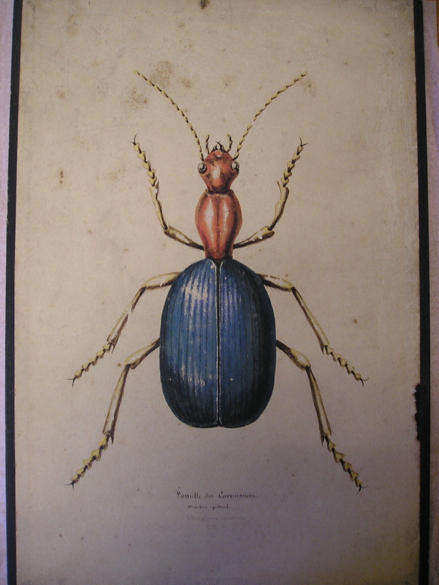 Famille des Carnassiers - Brachin pétard - Brachypius crepitans