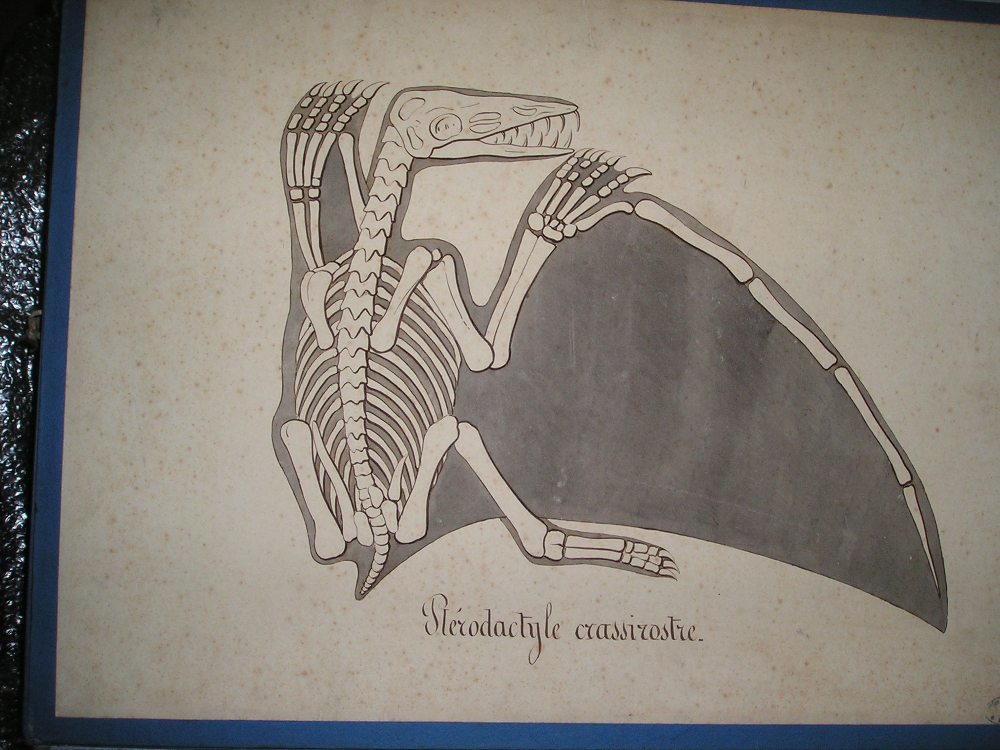 Ptérodactyle crassirostre