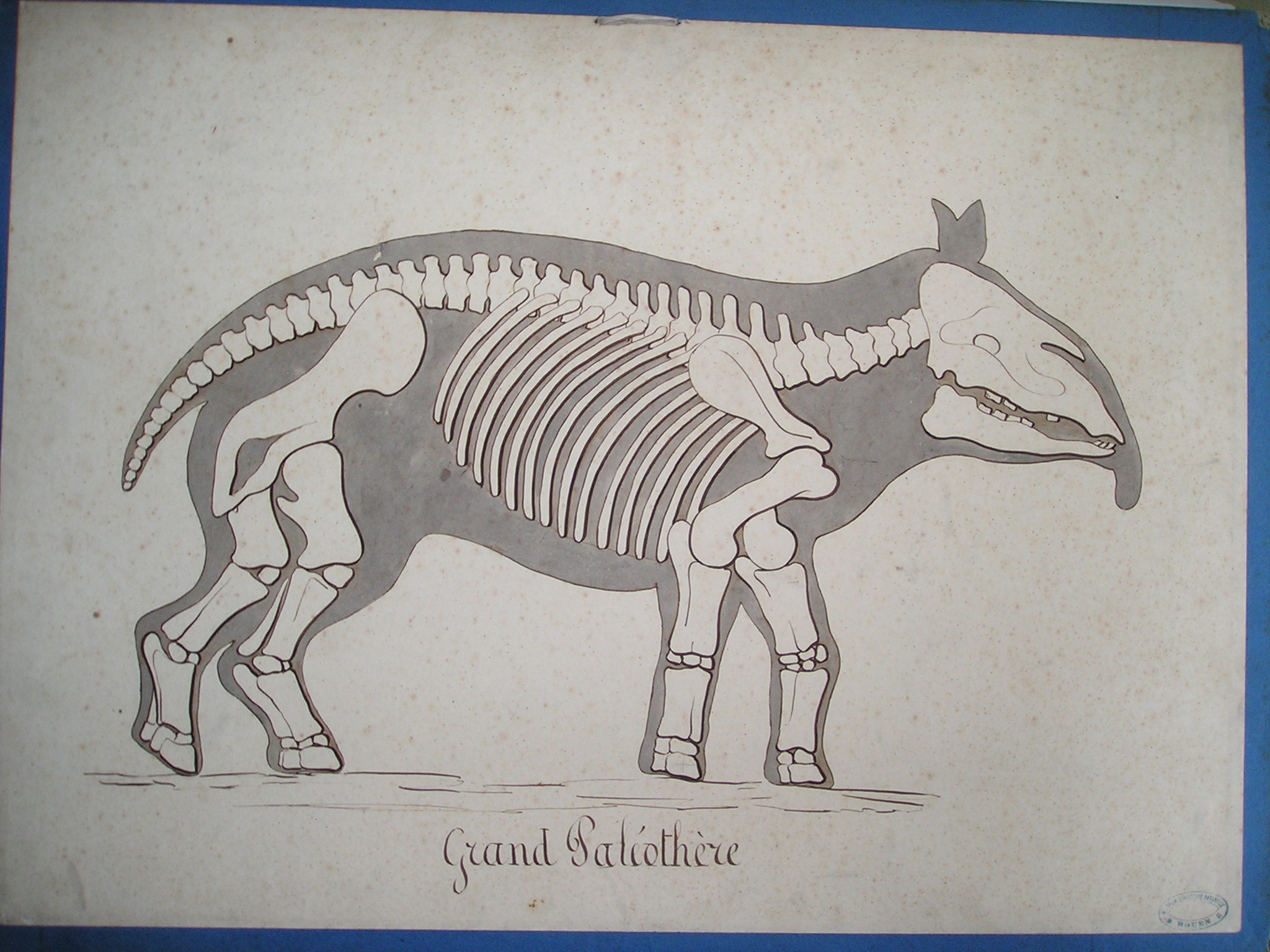 Grand paléothère