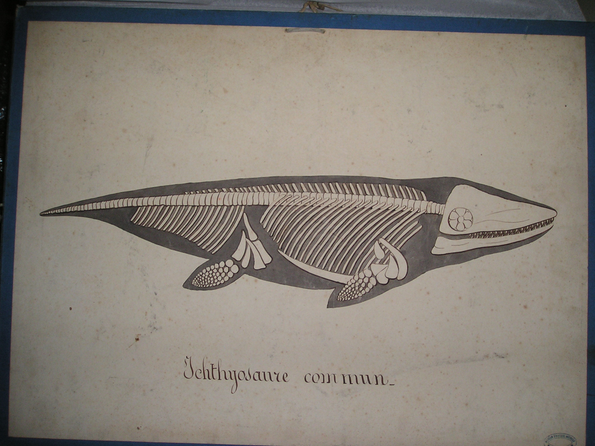 Ichthyosaure commun