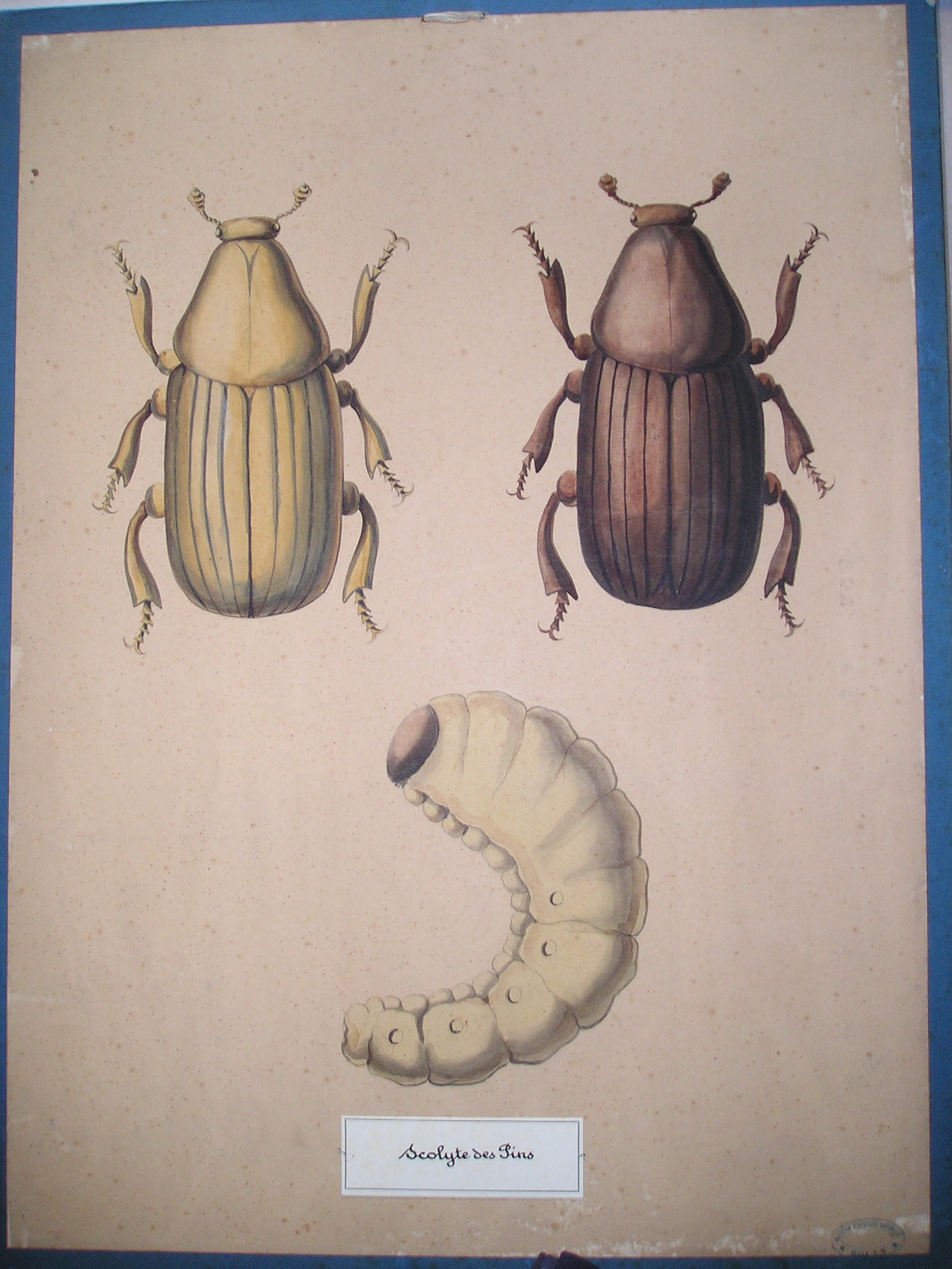 Scolyte des pins