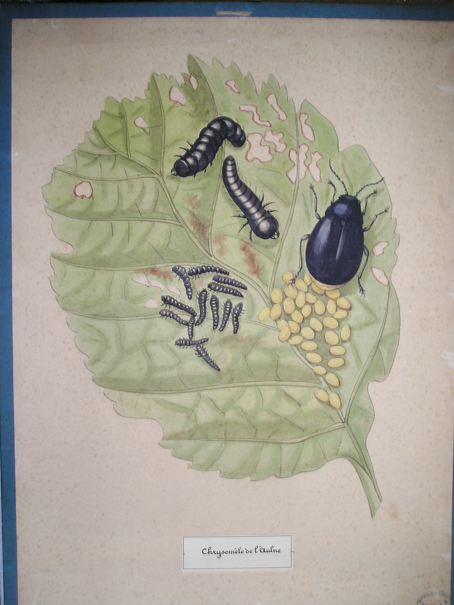 Chrysomèle de l'aulne