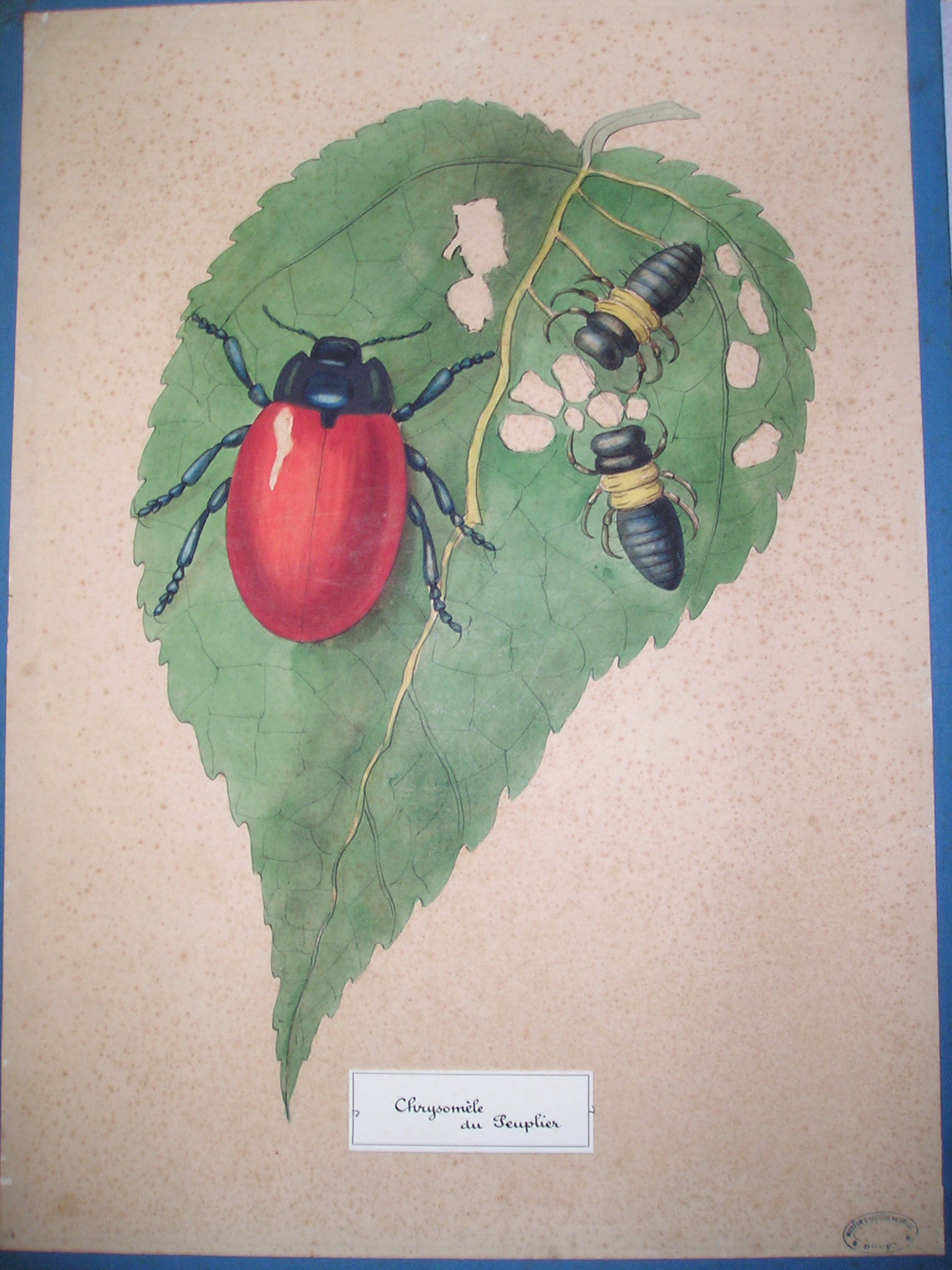 Chrysomèle du peuplier