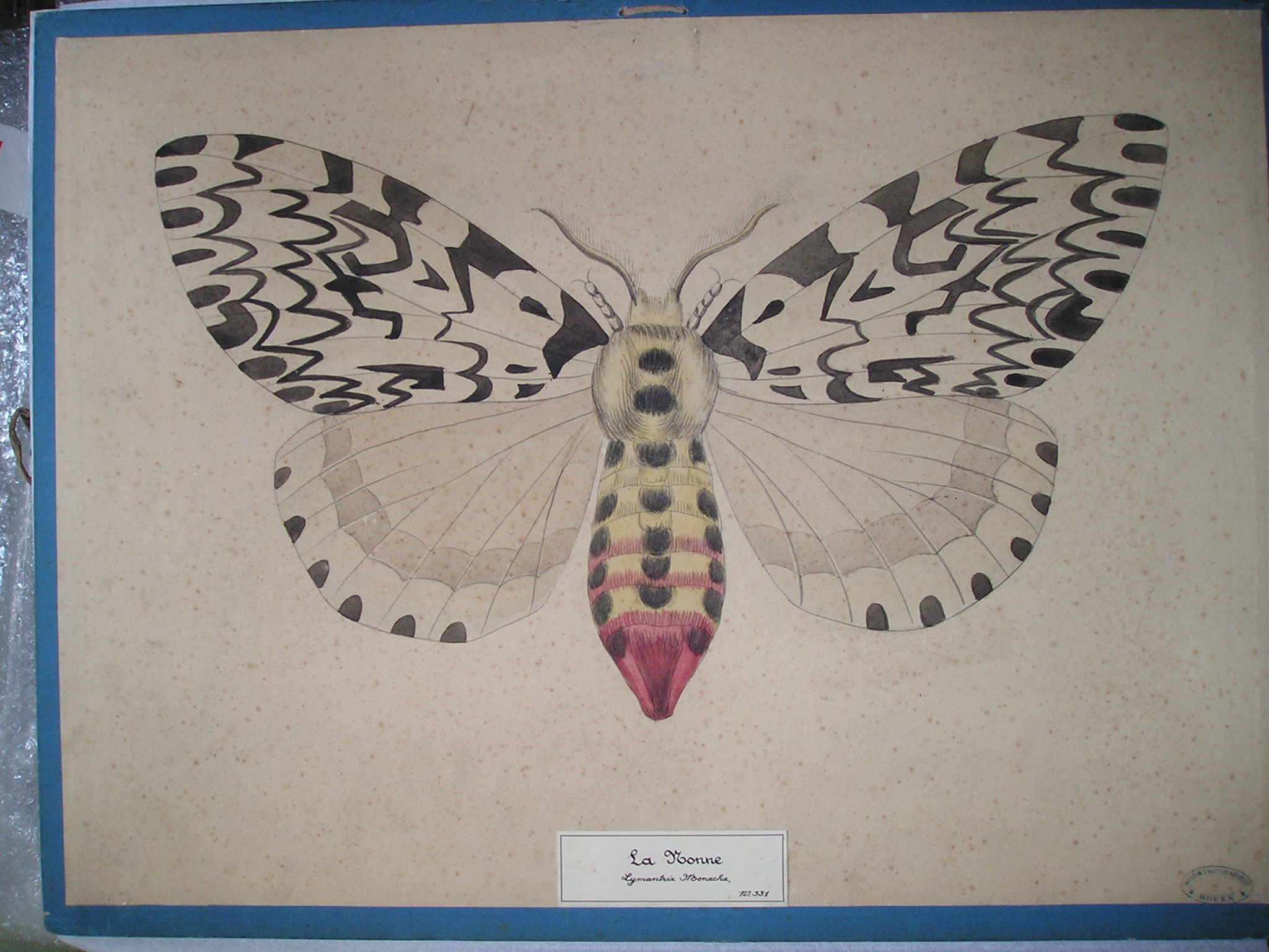 La nonne - Lymantrix monacha