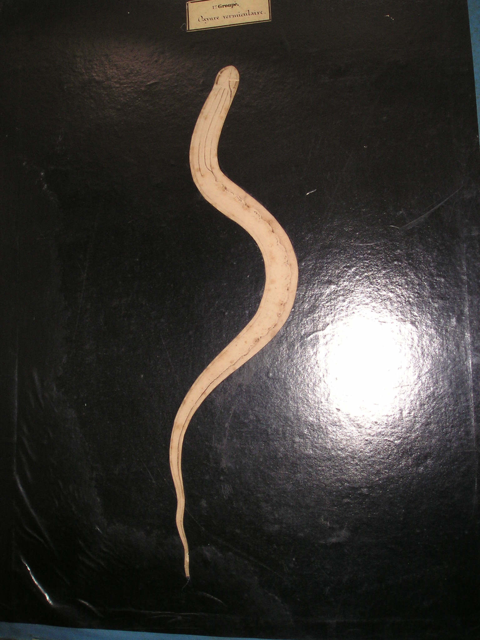 1er groupe - Oxyure vermiculaire