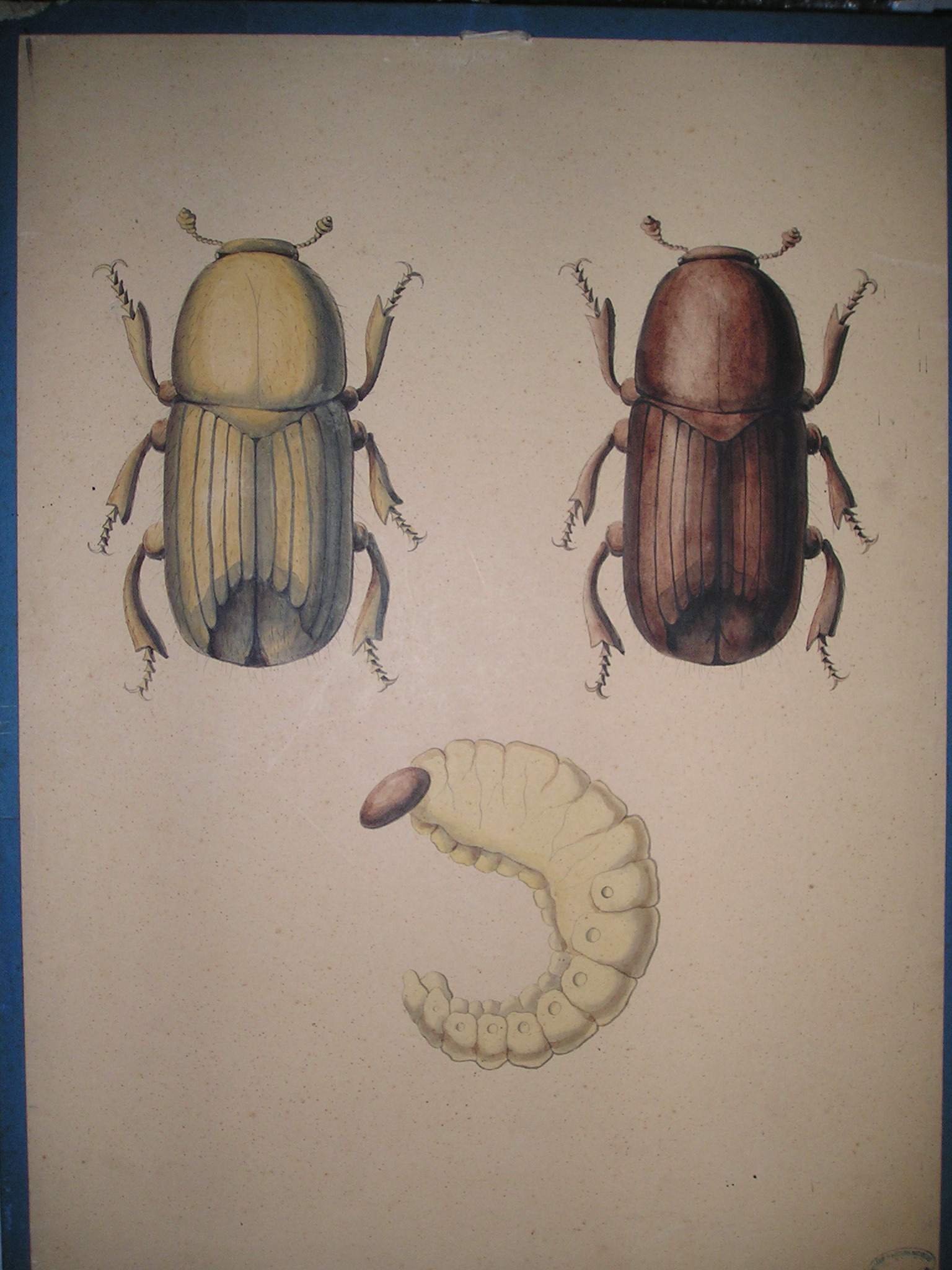 Bostriche typographe [verso + compléments]