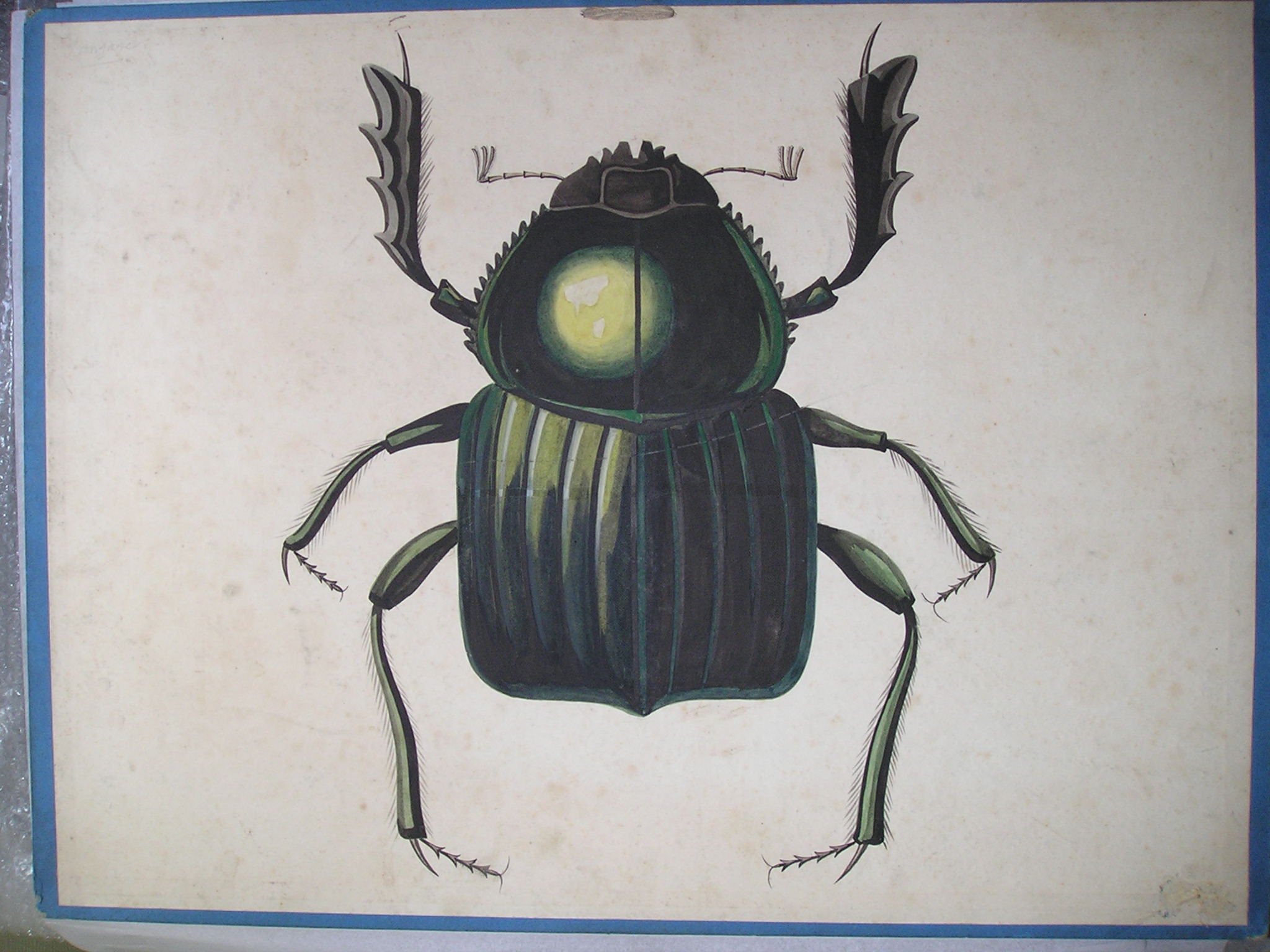 Bousier sacré [verso]