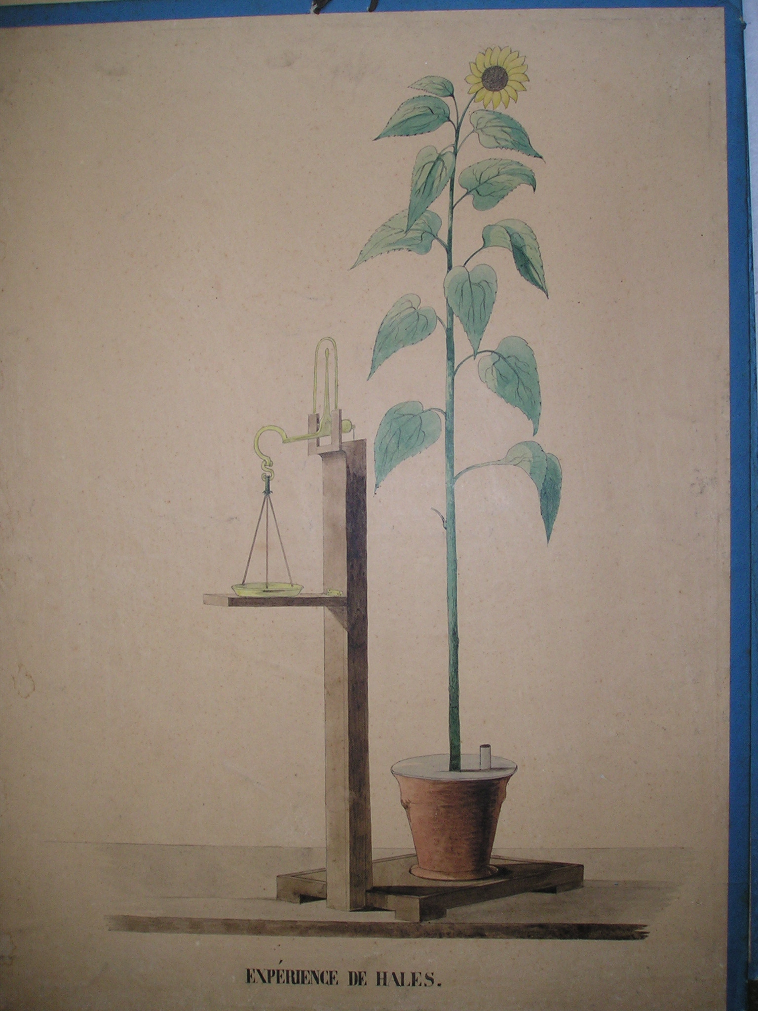 Expérience de Hales