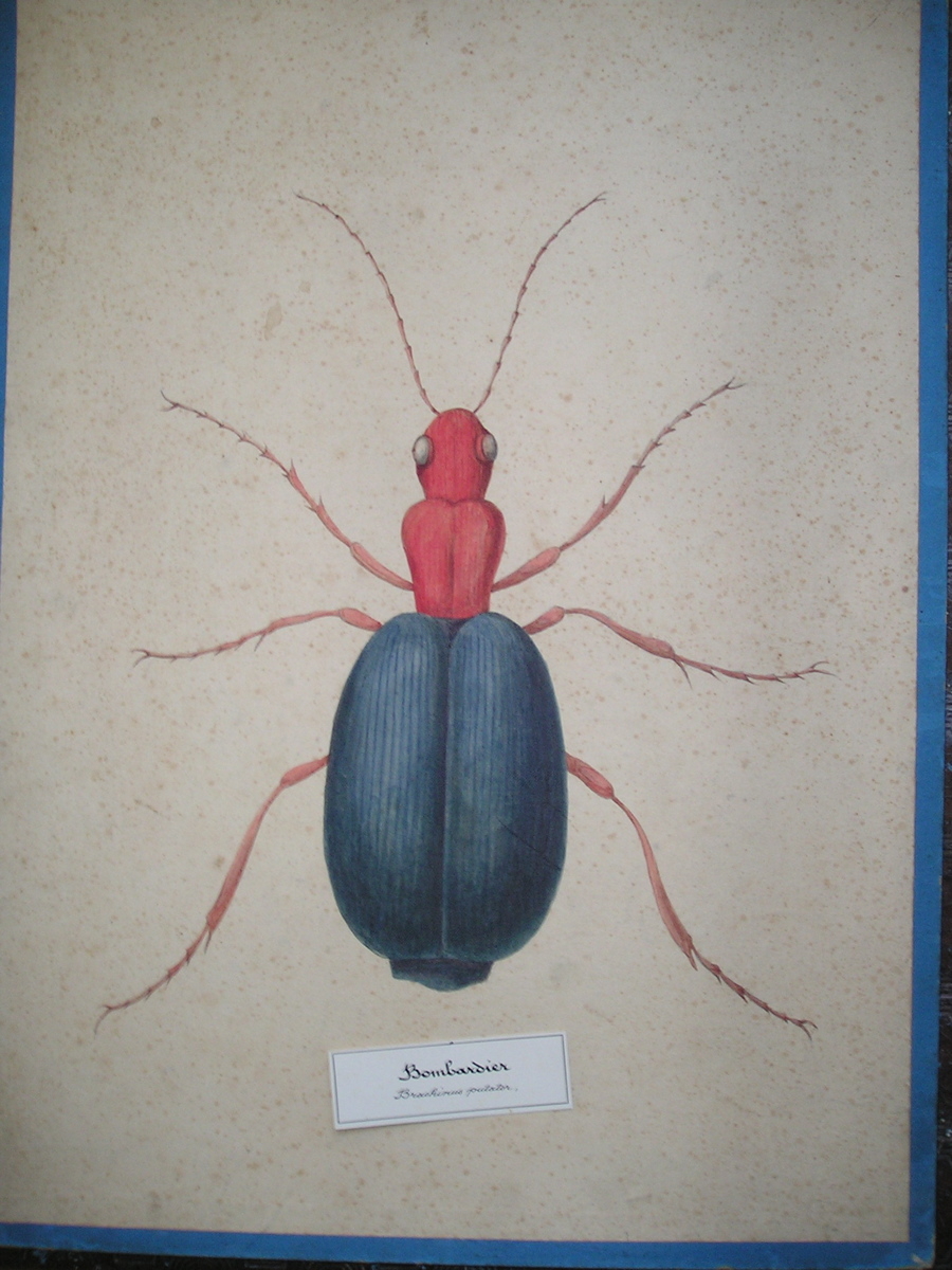 Bombardier - Brachinus putator