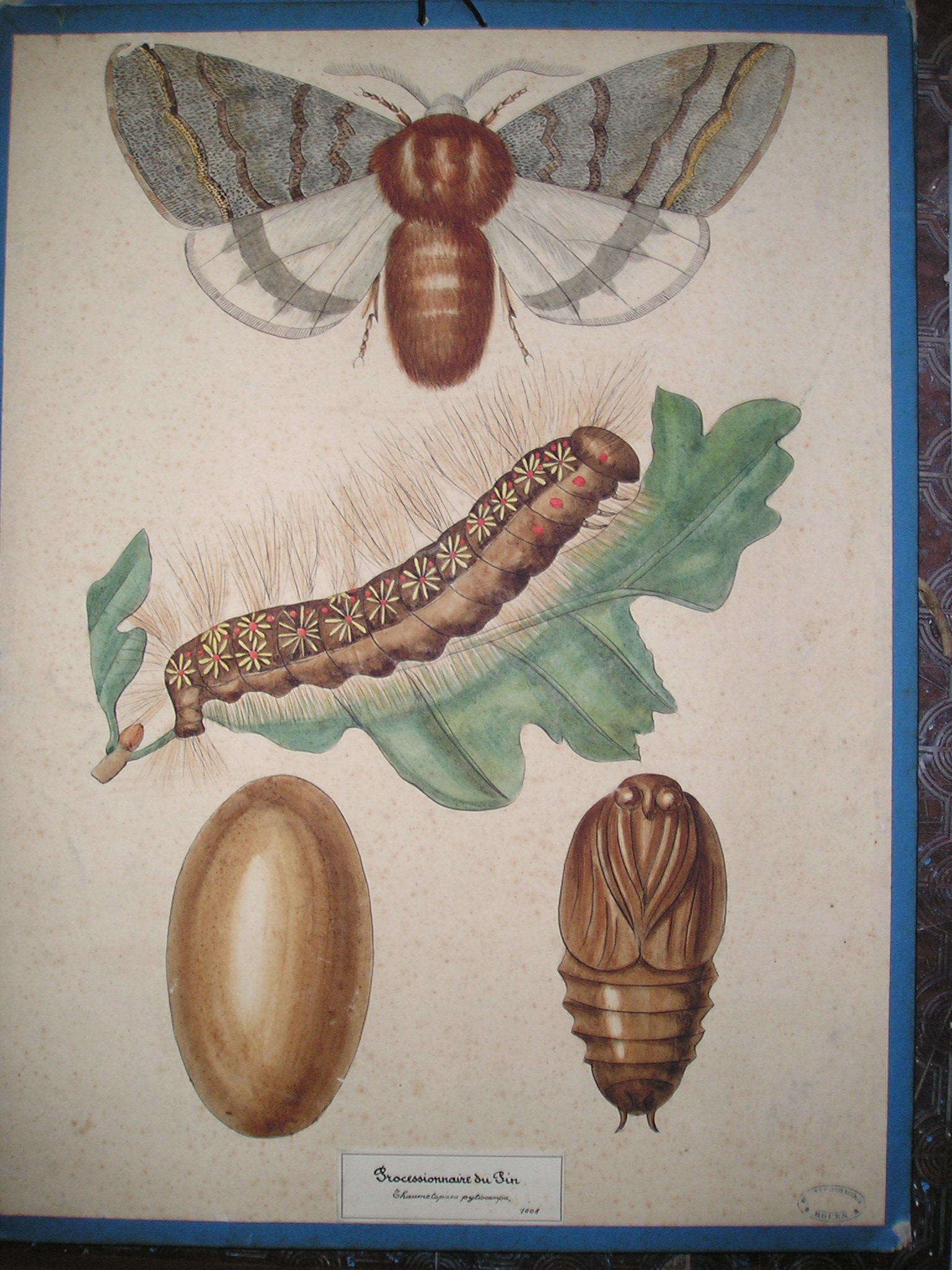 Processionnaire du pin - Thaumetopaea pytiocampa