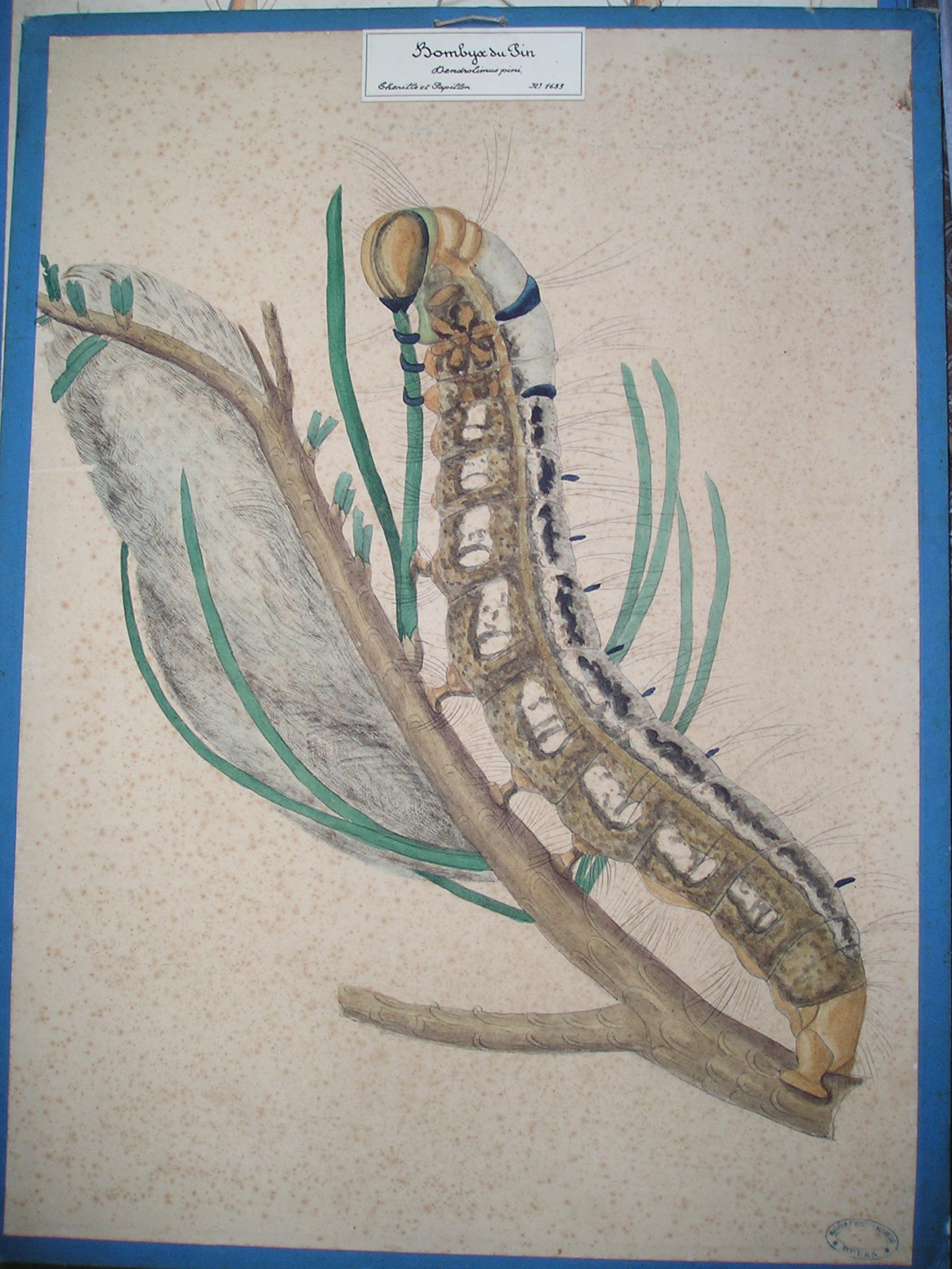 Bombyx du pin - Dendrolimus pini