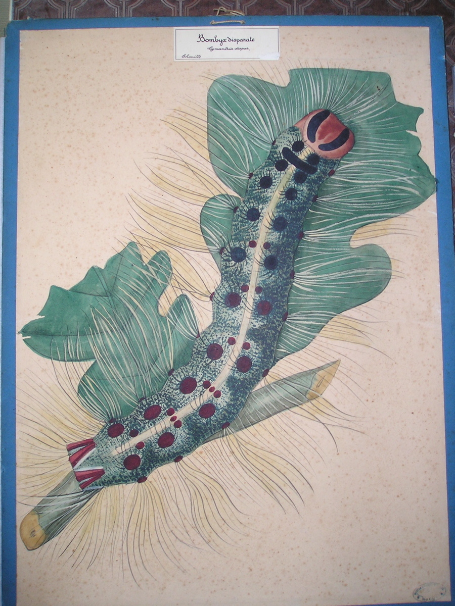 Bombyx disparate - Lymantrix dispar