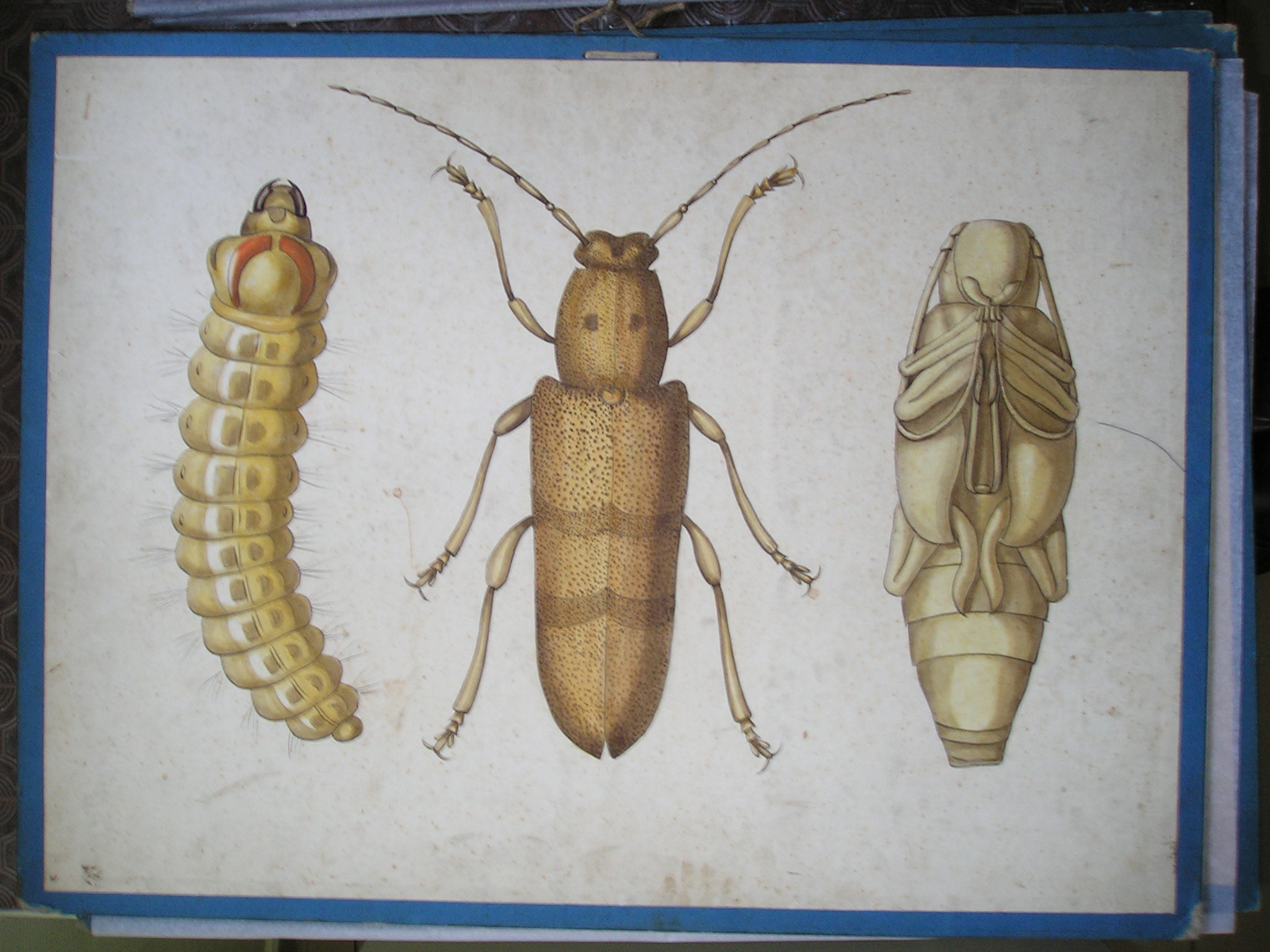 Capricorne du Peuplier