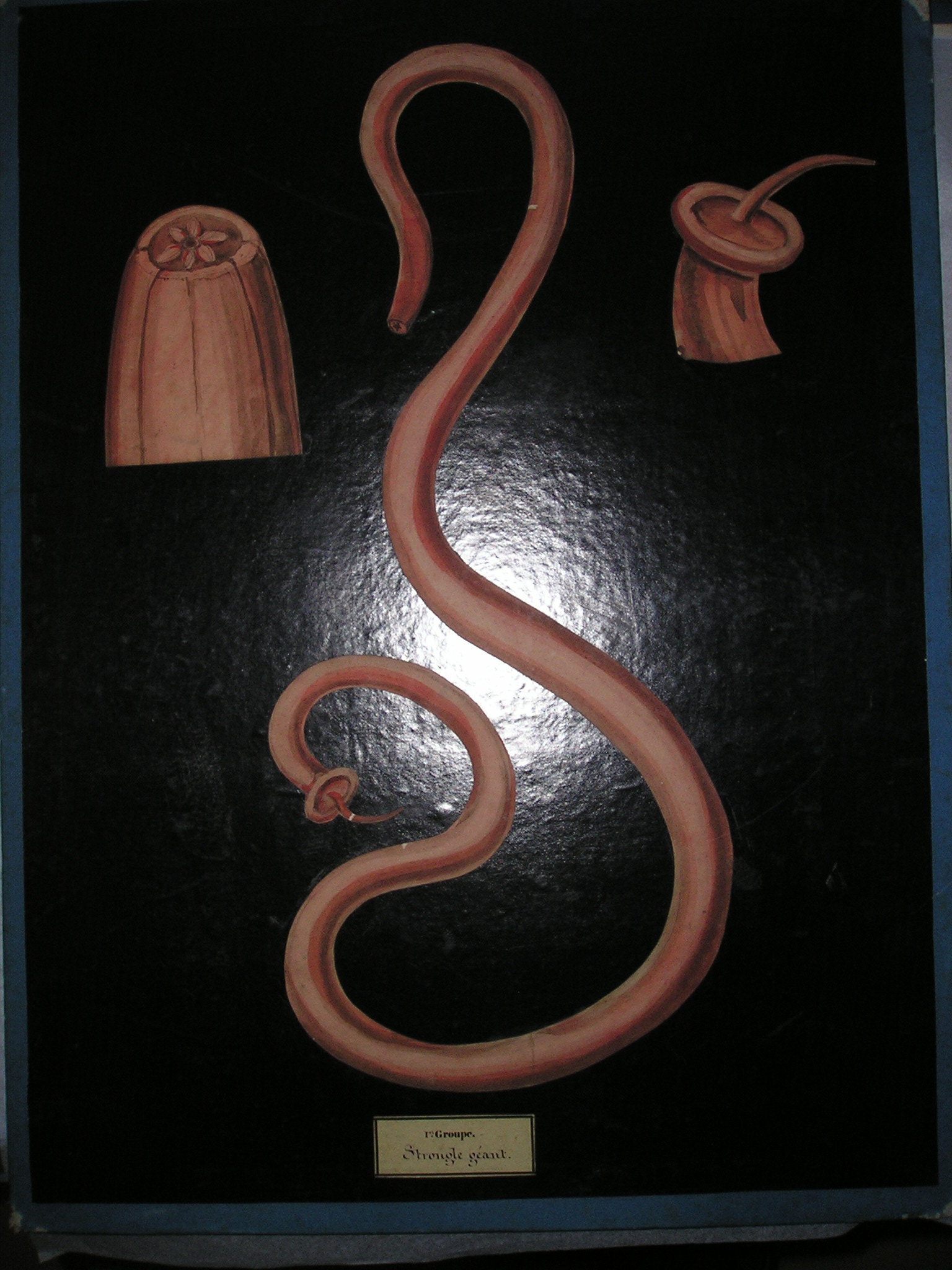 Strongylus gigas, Lin.