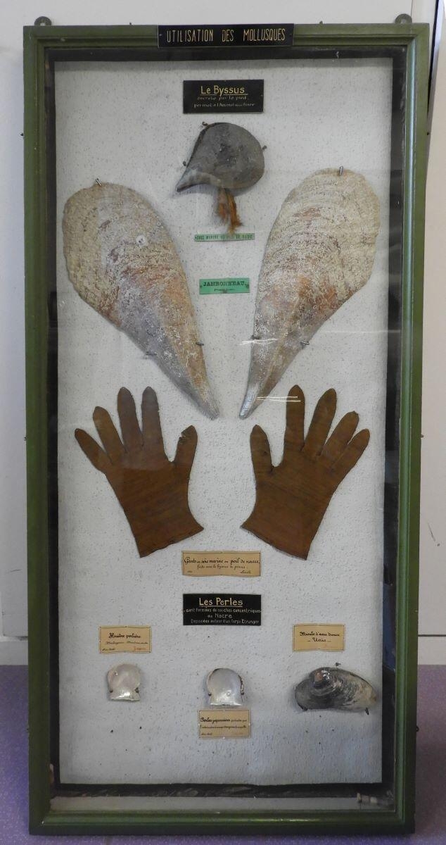 Vitrine coloniale ; vitrine utilisation des mollusques (ensemble) ; coquille ; byssus (1) ; grande nacre (1) ; gants (2) ; huître perlière (1) ; perles japonaise (1) ; moule d’eau douce (1)