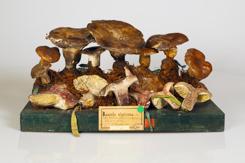 Russule noircissante