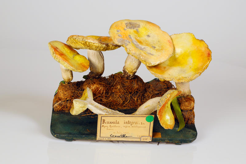Russule des épicéas