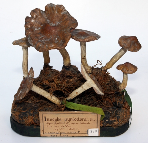 Inocybe à odeur de poire