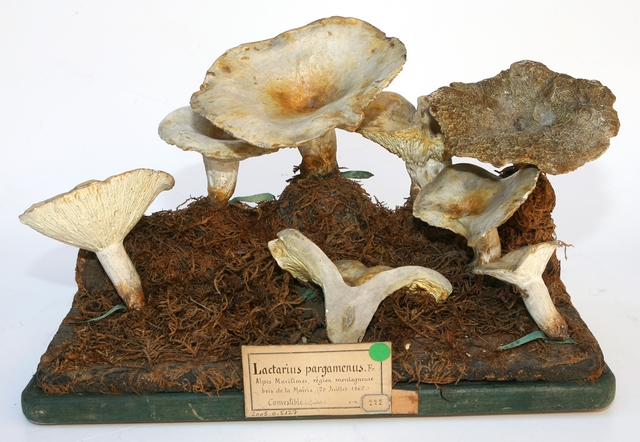 Lactaire parcheminé