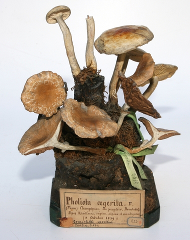 champignon du peuplier