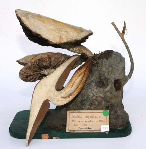 champignon du peuplier