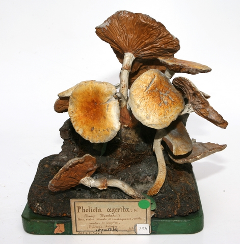 champignon du peuplier